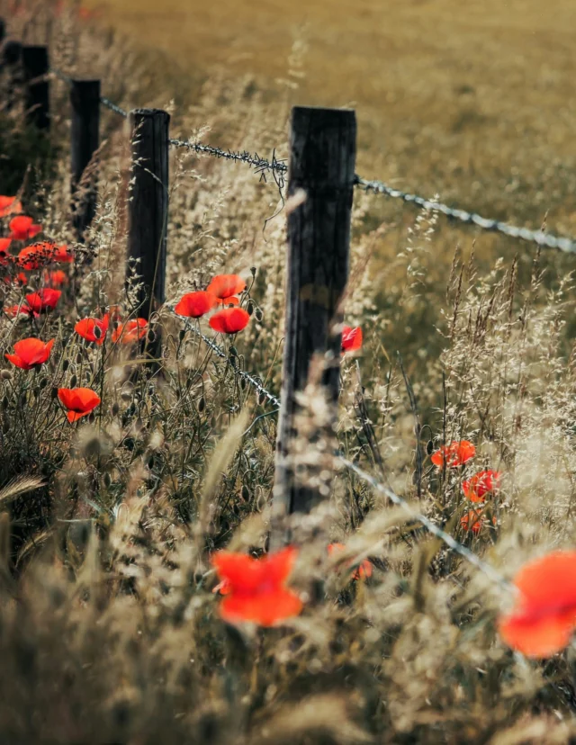 Today we honor the courage of those who’ve served, and recognize the ongoing battles many veterans face long after returning home.

Did you know? Around 1 in 3 veterans who seek substance use treatment also struggle with PTSD. Recovery isn’t just about healing the body, it’s about reclaiming peace of mind, purpose, and connection.

Let’s stand together in gratitude and support, because no one should have to fight alone.

#VeteransDay #RecoveryJourney #HealingTogether #MentalHealthAwareness #EchoRecovery